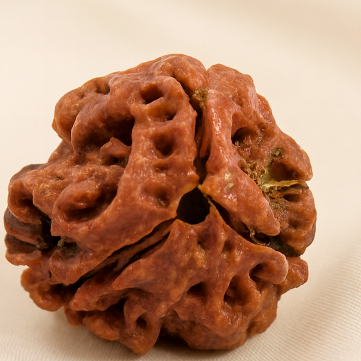3 Mukhi Rudraksha Bead for Confidence