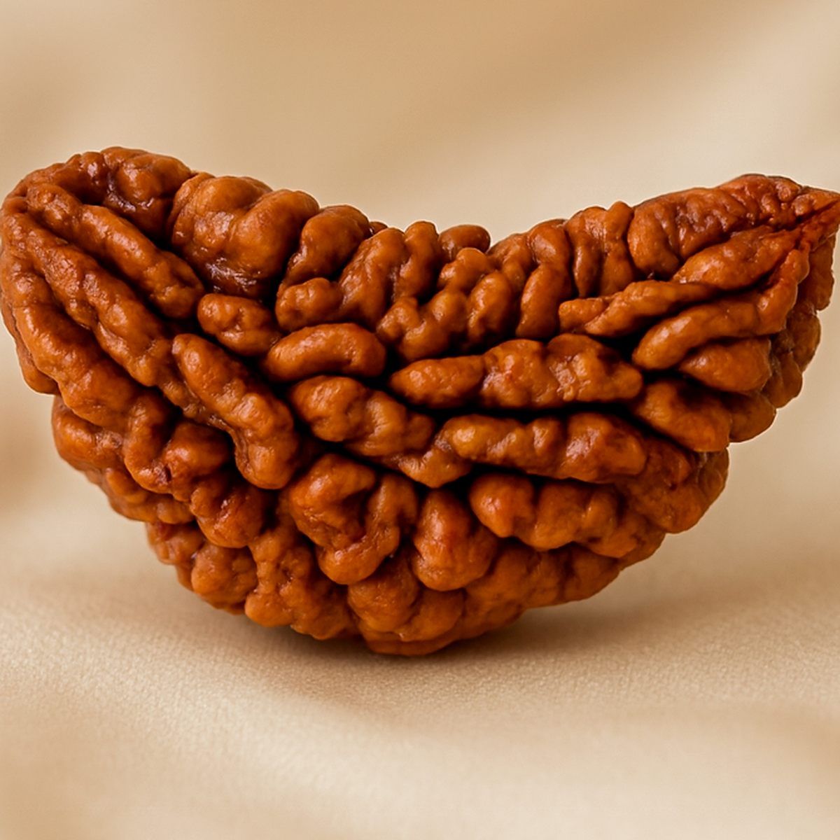 1 Mukhi Rudraksha Pendant - Image 7