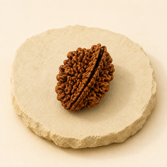 2 Mukhi Rudraksha natural crystal product view by Evashu Crystals