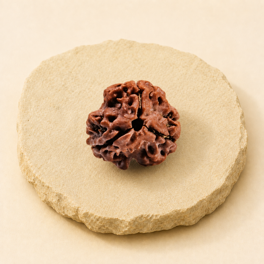 3 Mukhi Rudraksha natural crystal product view by Evashu Crystals