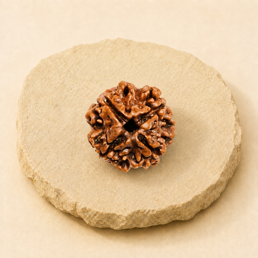4 Mukhi Rudraksha natural crystal product view by Evashu Crystals
