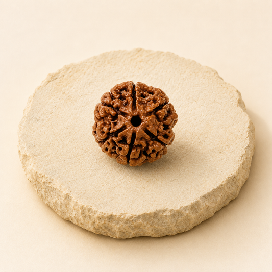 6 Mukhi Rudraksha natural crystal product view by Evashu Crystals