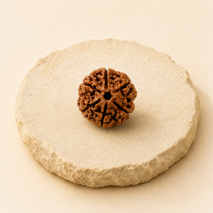 7 Mukhi Rudraksha bead product image by Evashu Crystals