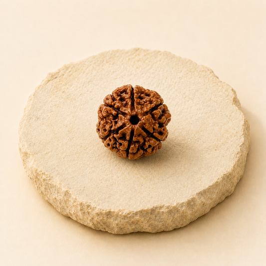7 Mukhi Rudraksha natural crystal product view by Evashu Crystals