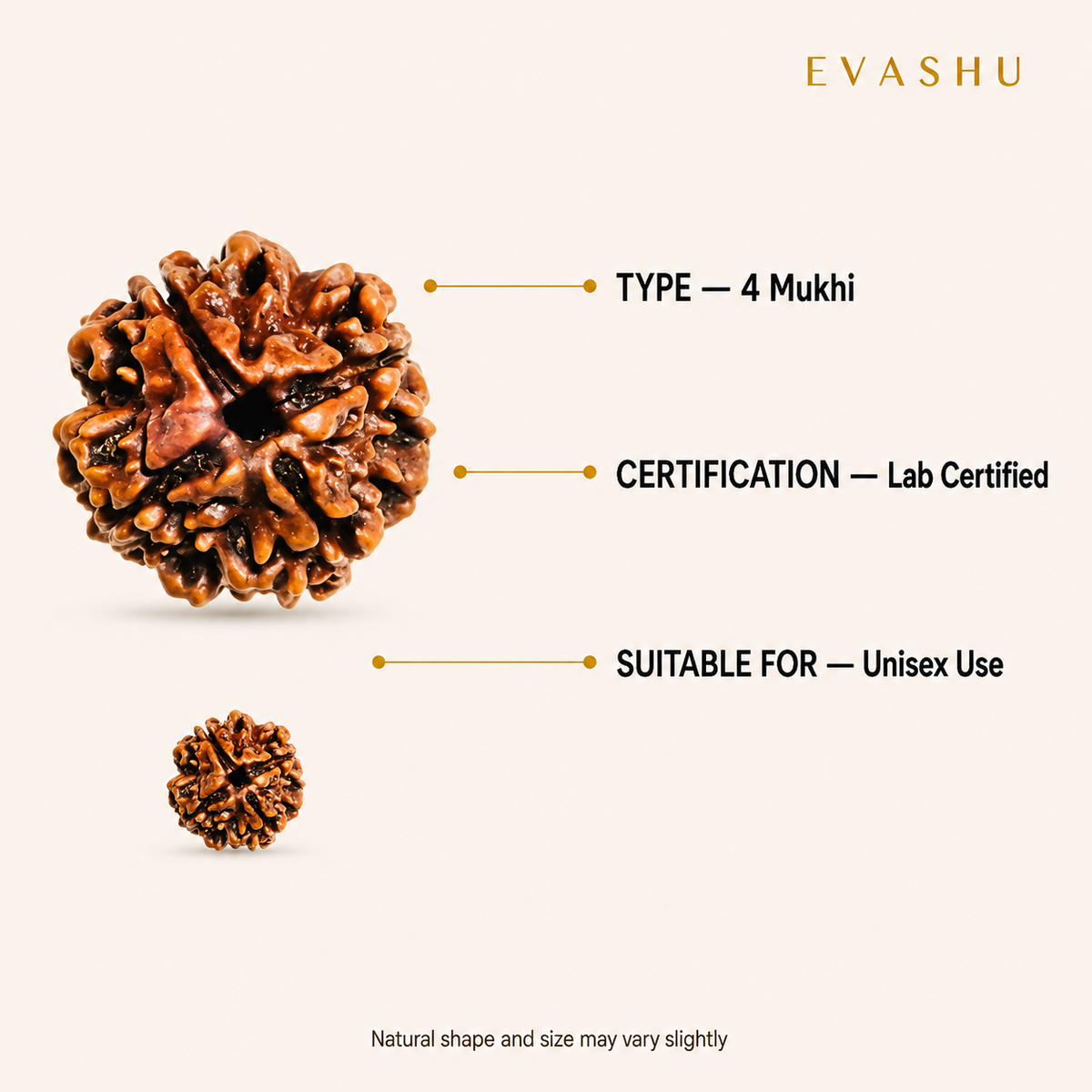 4 Mukhi Rudraksha size, dimensions and product specification guide
