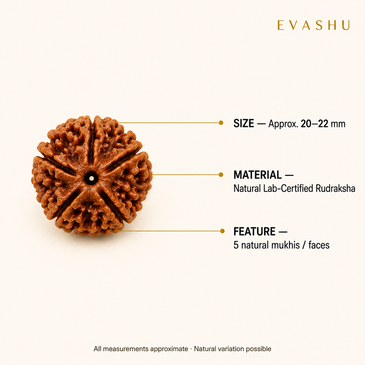 5 Mukhi Rudraksha size, dimensions and product specification guide