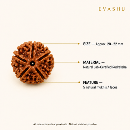 5 Mukhi Rudraksha size, dimensions and product specification guide