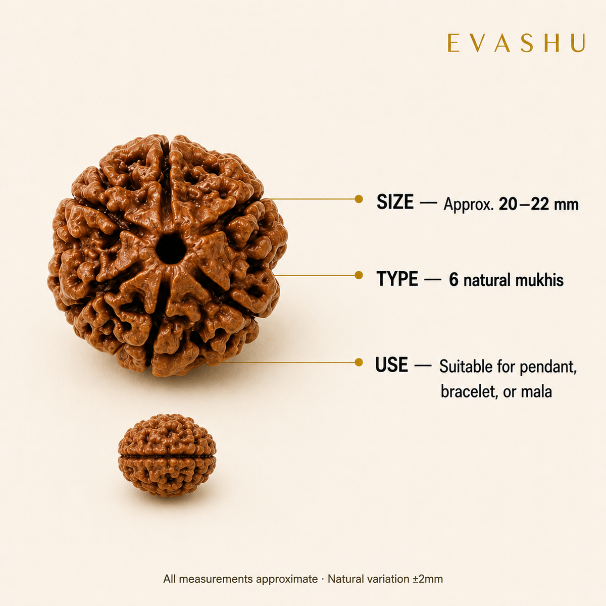 6 Mukhi Rudraksha size, dimensions and product specification guide