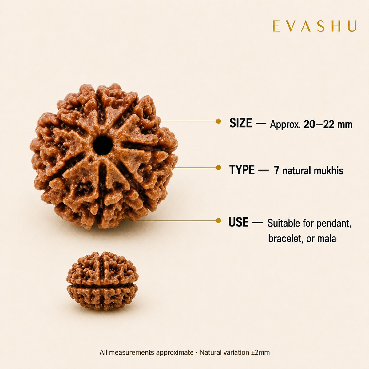 7 Mukhi Rudraksha product specification guide