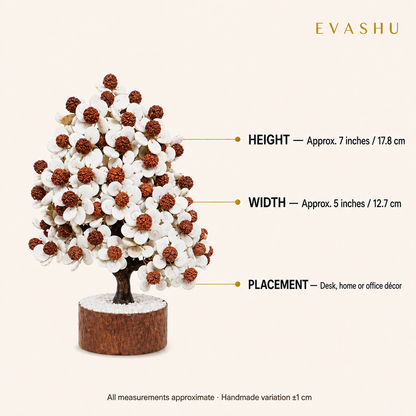 Gomti Rudraksha Tree size, dimensions and product specification guide