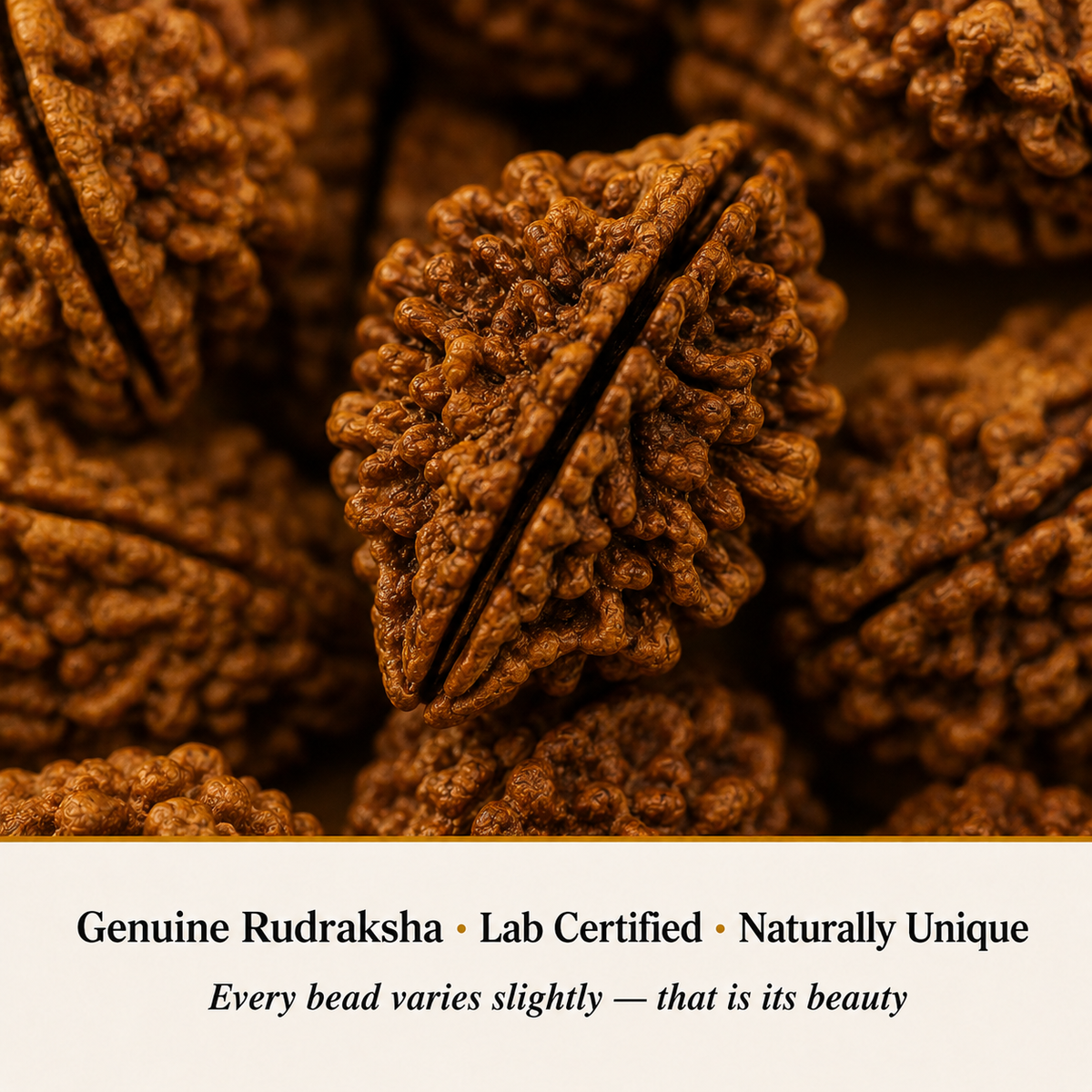 Close-up of 2 Mukhi Rudraksha showing natural crystal texture and detail
