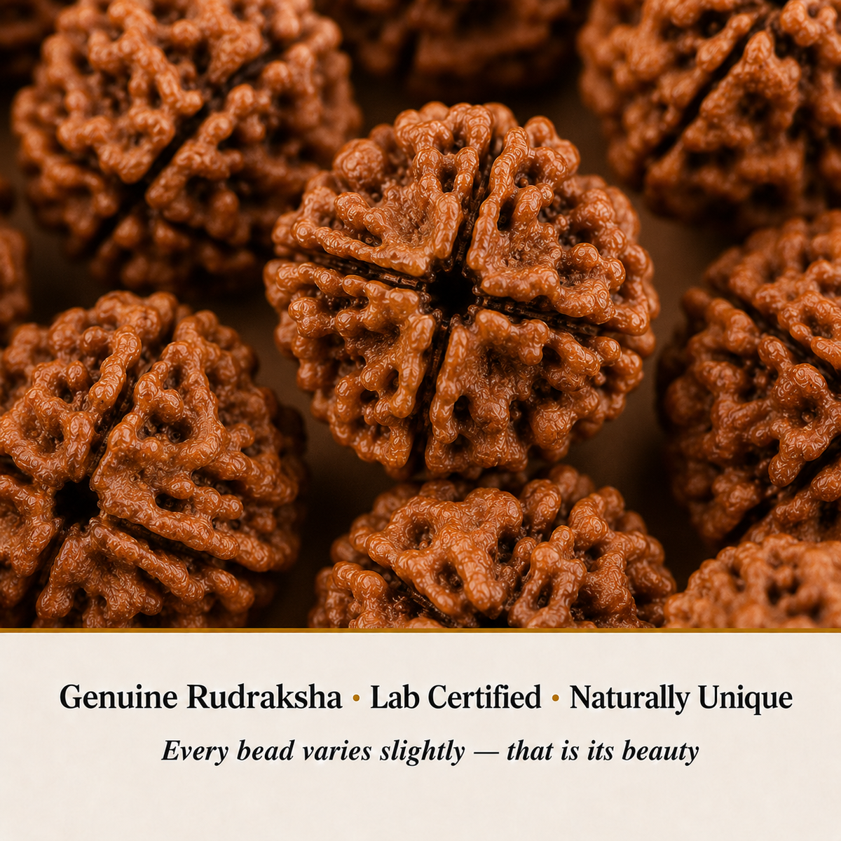 Close-up of 4 Mukhi Rudraksha showing natural crystal texture and detail