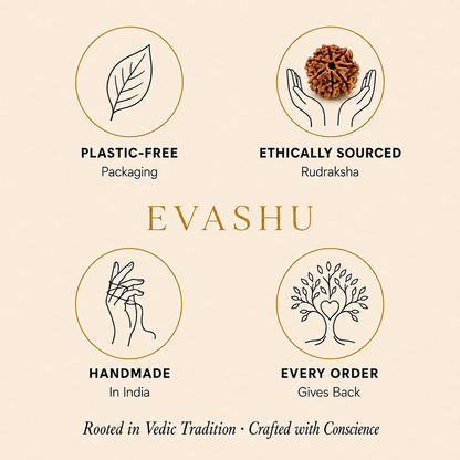 7 Mukhi Rudraksha brand information by Evashu Crystals