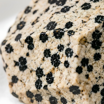 Natural Dalmatian Jasper Raw Stone for Joy