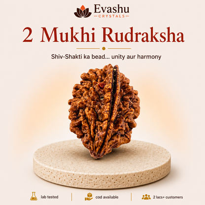 2 Mukhi Rudraksha Bead for Harmony