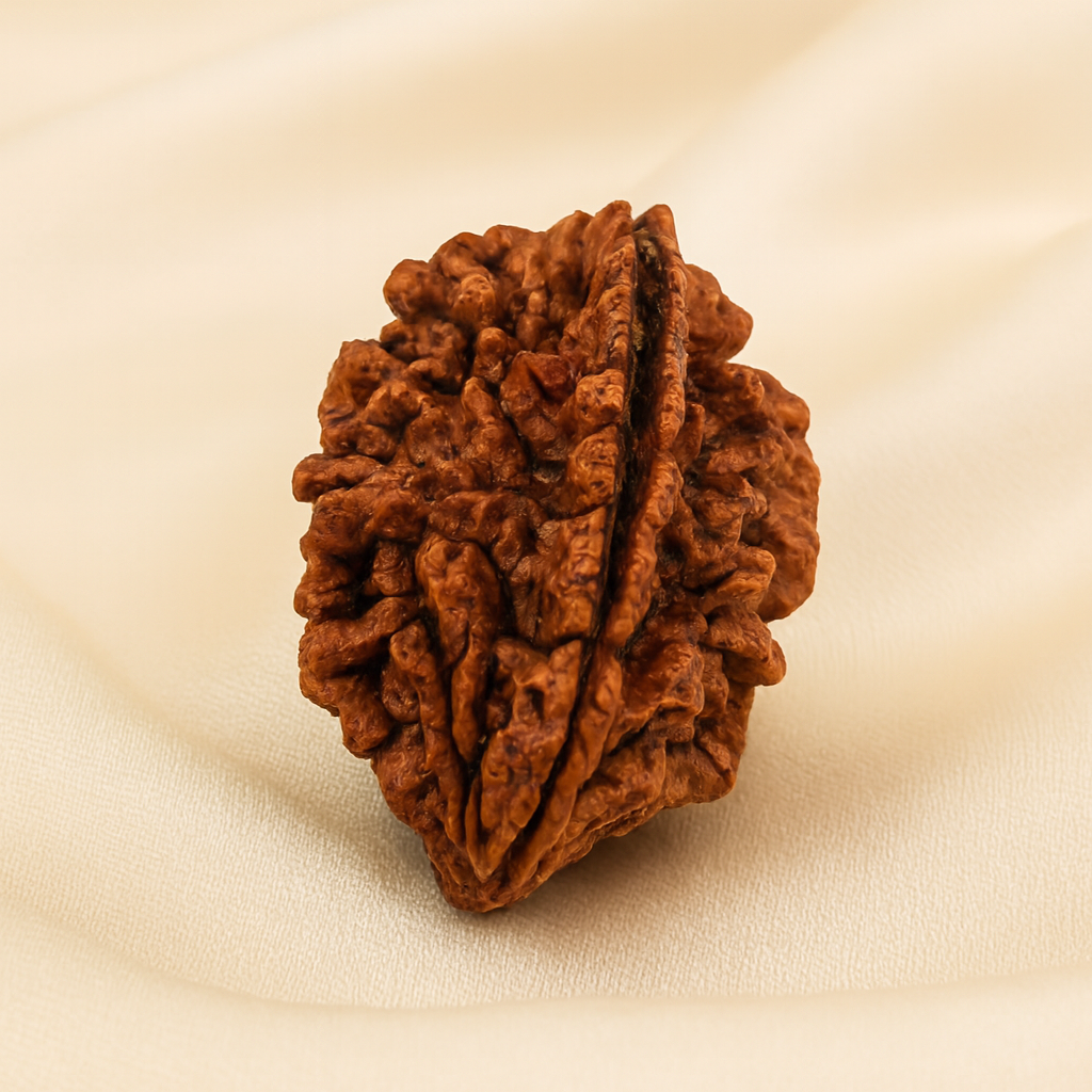 2 Mukhi Rudraksha Bead for Harmony