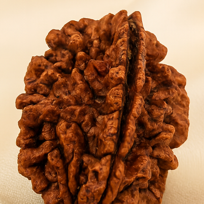 2 Mukhi Rudraksha Bead for Harmony