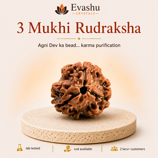 3 Mukhi Rudraksha Bead for Confidence