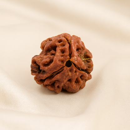 3 Mukhi Rudraksha Bead for Confidence