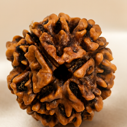 4 Mukhi Rudraksha Bead for Wisdom