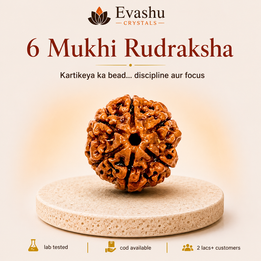 6 Mukhi Rudraksha Bead for Focus