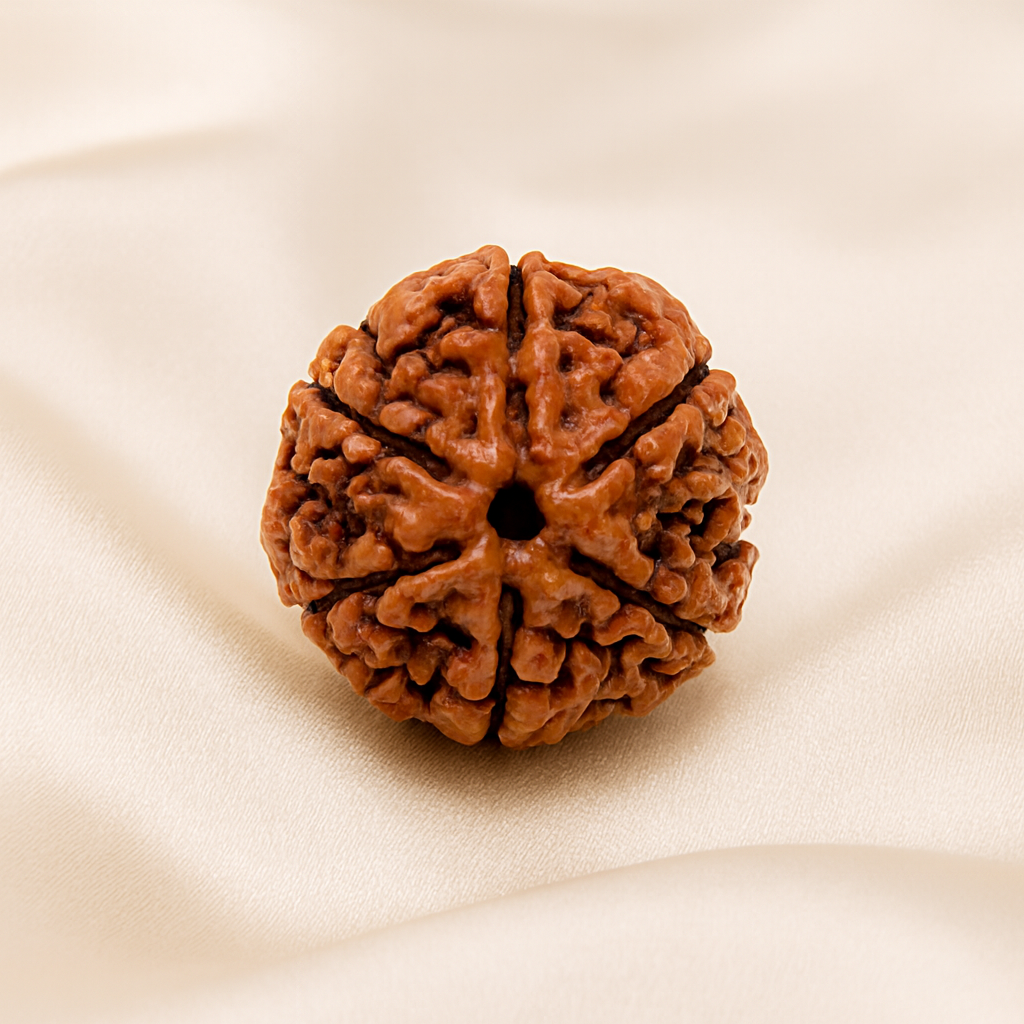 6 Mukhi Rudraksha Bead for Focus