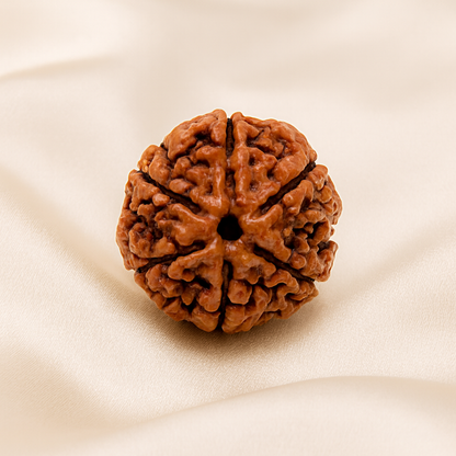 6 Mukhi Rudraksha Bead for Focus