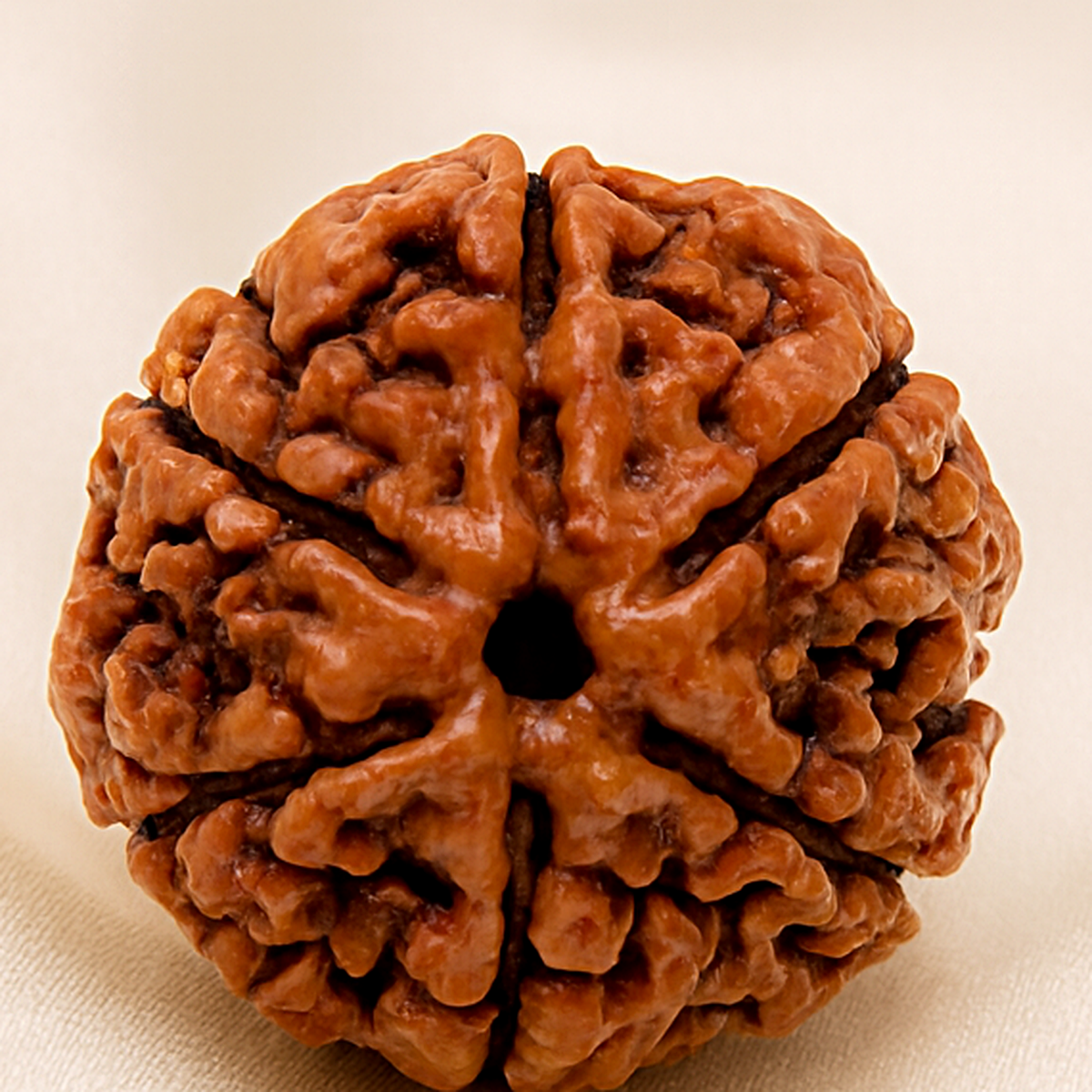 6 Mukhi Rudraksha Bead for Focus