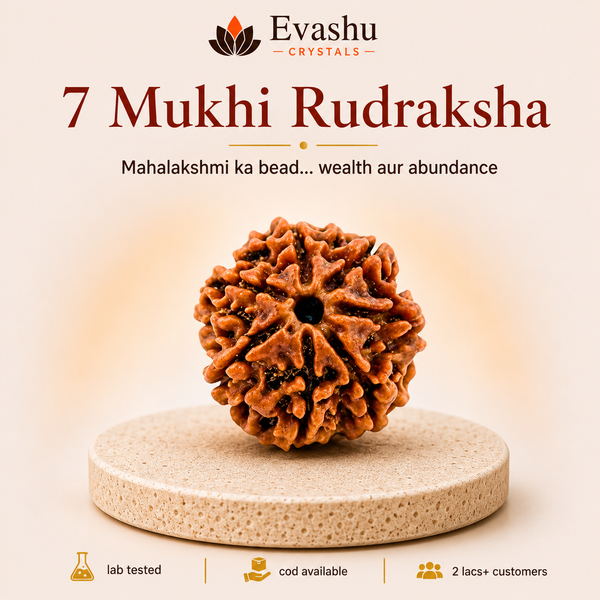 7 Mukhi Rudraksha Bead for Prosperity