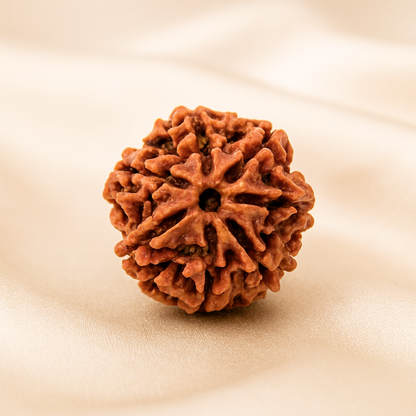 7 Mukhi Rudraksha Bead for Prosperity