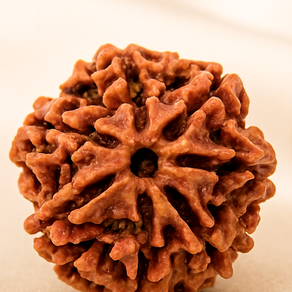7 Mukhi Rudraksha Bead for Prosperity