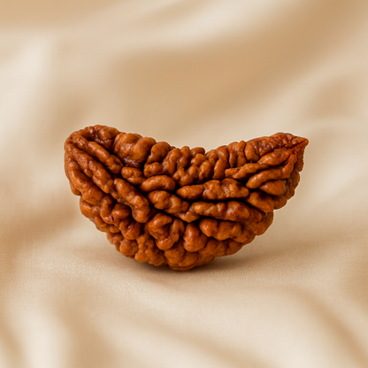 1 Mukhi Rudraksha Pendant - Image 4