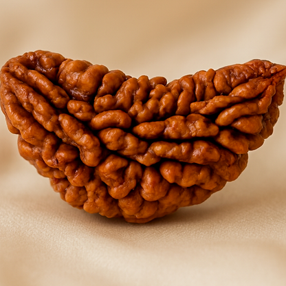 1 Mukhi Rudraksha Pendant - Image 7